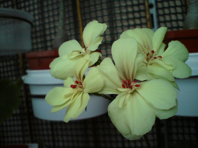 First yellow