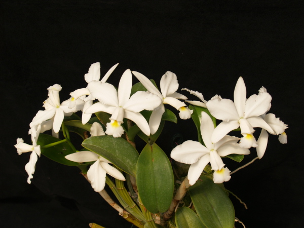 Фото орхидеи Cattleya violacea alba 'Everest'