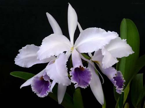 Фото орхидеи Cattleya gaskelliana