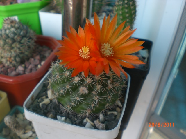 CIMG7831.JPG