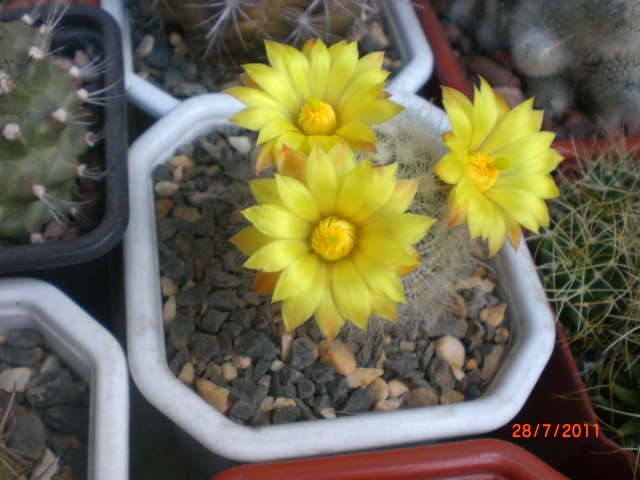 CIMG8168.JPG