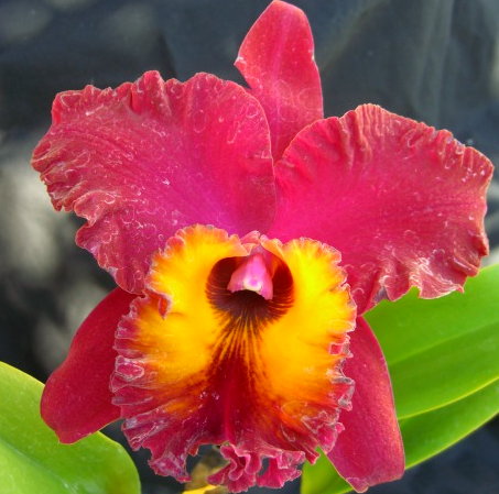 Фото орхидеи Brassolaeliocattleya Oconee × Sunset Sail 'Paradise Bird'	FS	 337 грн.