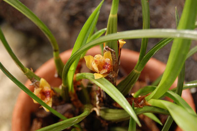 Как цветет орхидея Maxillaria cogniauxiana