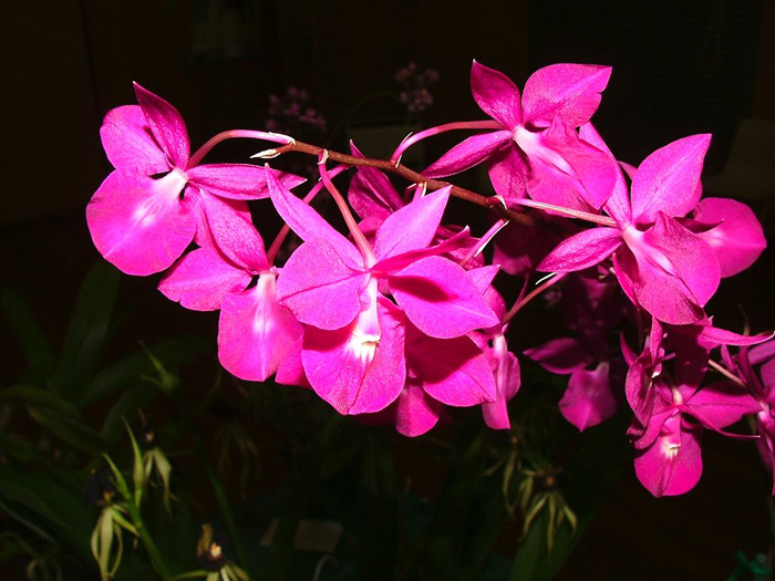 Цветок орхидеи Barkeria scandens