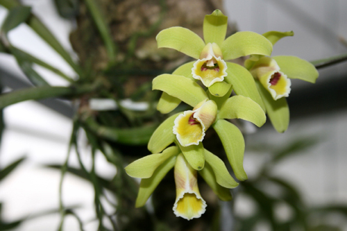 Цветущая орхидея Cattleya luteola 'Big star'