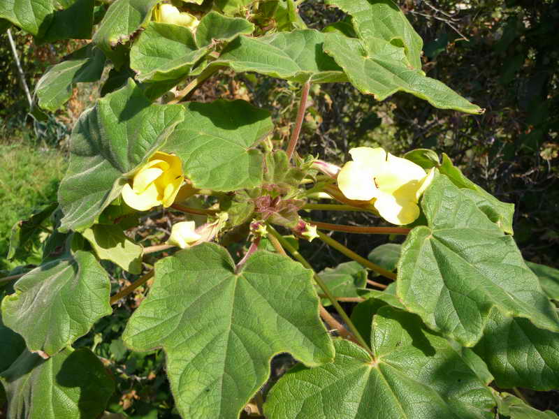 P1130298_800.jpg