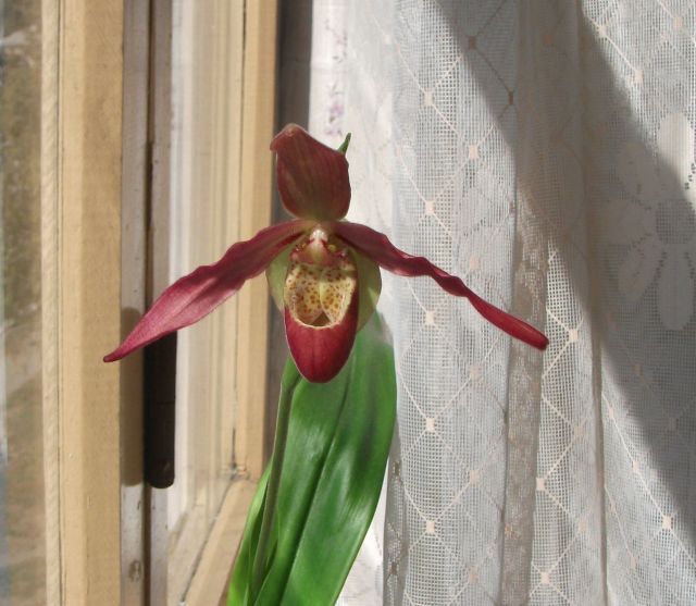DSCF1004.JPG