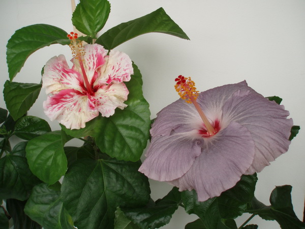 Zoey    и    Tylene-