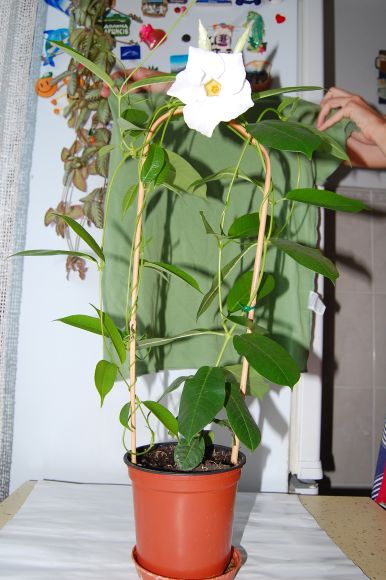 DSC_7042.JPG