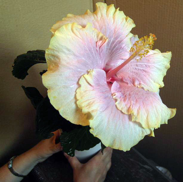 Cajun Princess 9-1.jpg