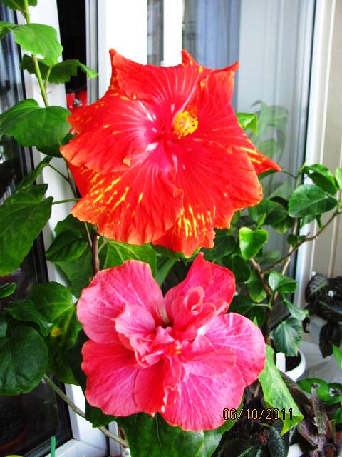 Sun Shower и Belle A Hope