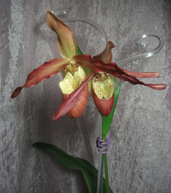DSCF1043.JPG