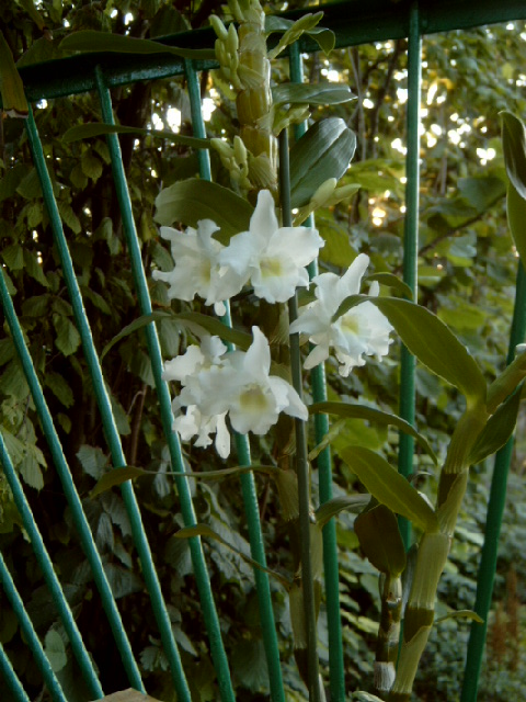 P4100007.JPG