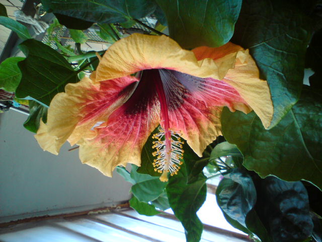 22 см цветочек.