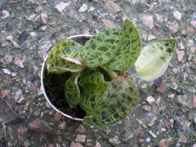p9250382_300.jpg