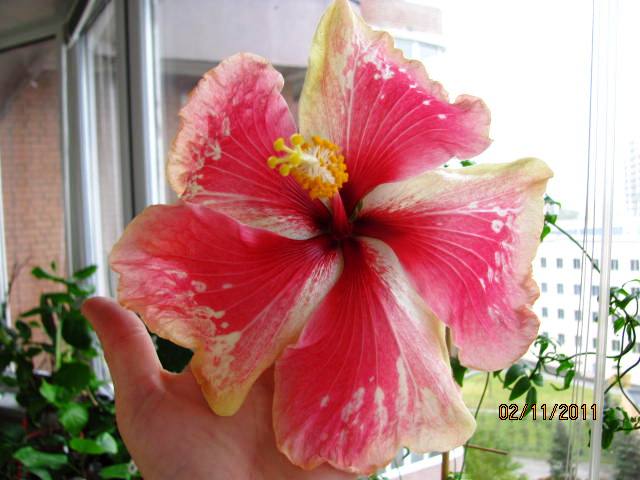 гибиски 002.jpg