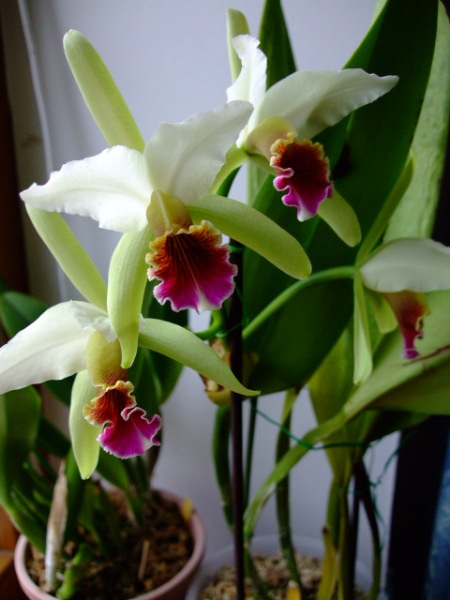 DSCF1167.jpg