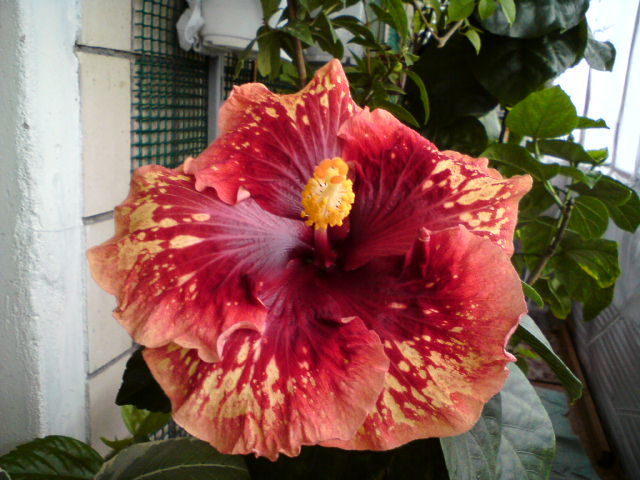 1-е цветение