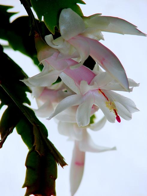 DSC03529фЛо.JPG