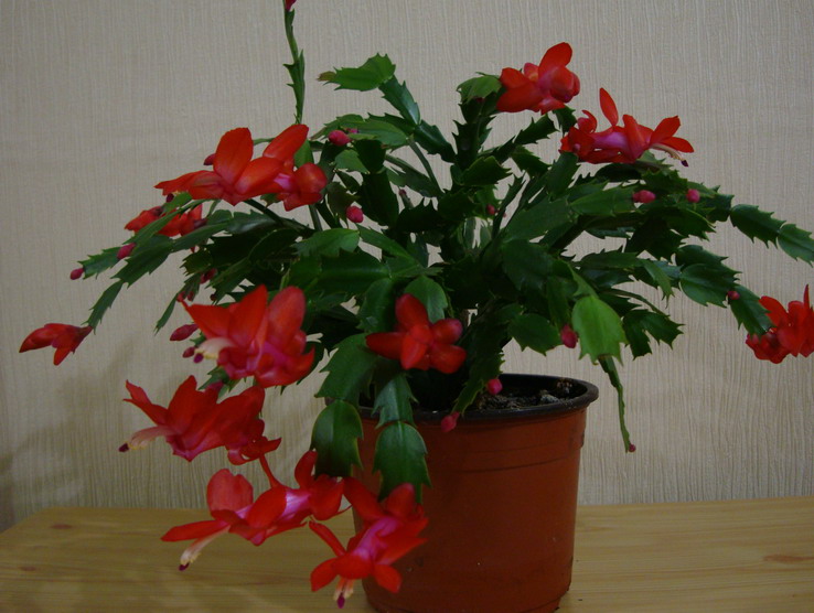 Алая