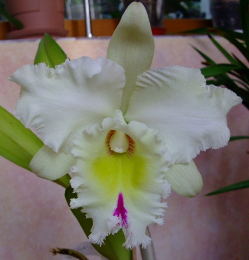 DSCF1333.jpg