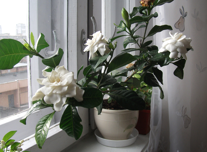 DSCF8161_.jpg
