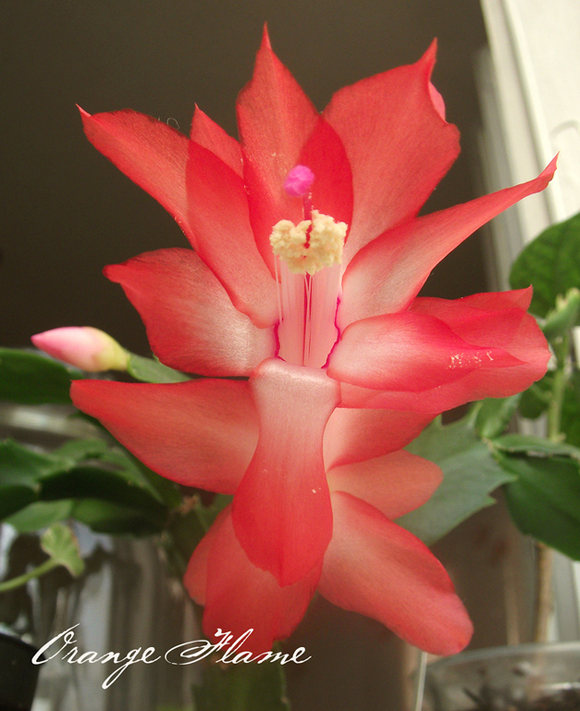 DSCF8205_1.jpg