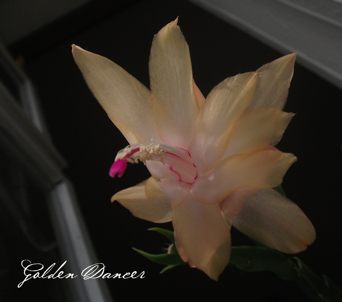 DSCF8174_.jpg