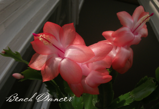 DSCF8732_.jpg