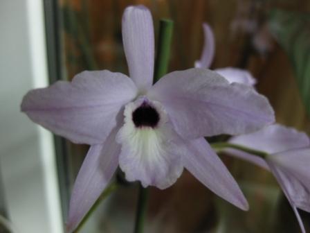 IMG_4558ы.jpg