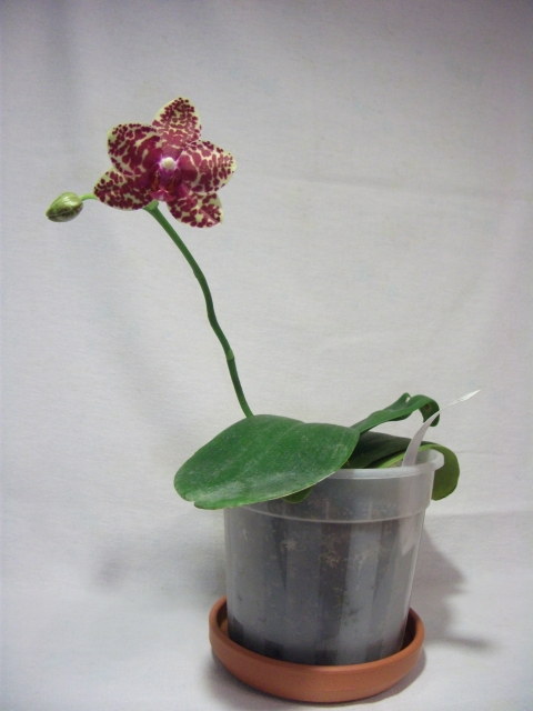 DSCF1163.JPG