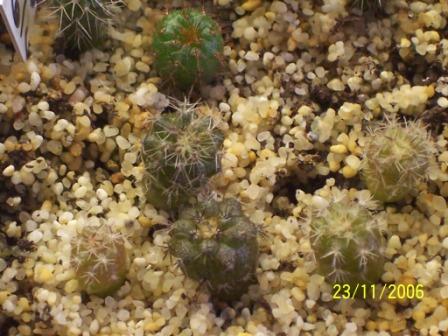 Copiapoa.JPG