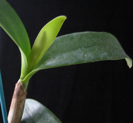 Cattleya loddigesi x aurantiaca