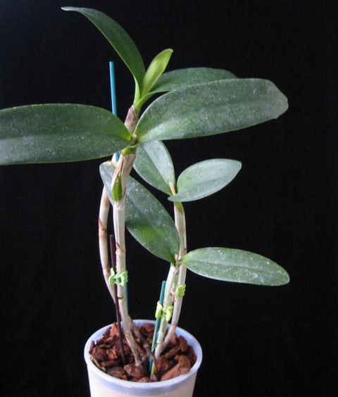 Cattleya loddigesi x aurantiaca
