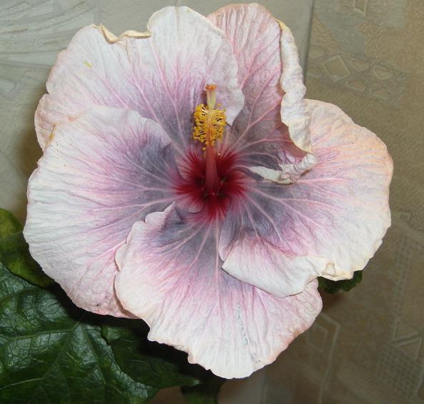 Luscious Beauty.JPG