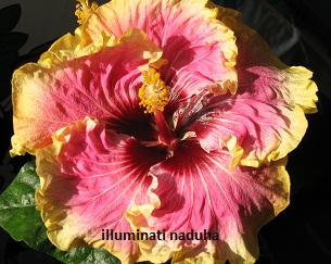 ДНЕМ НА СОЛНЫШКЕ