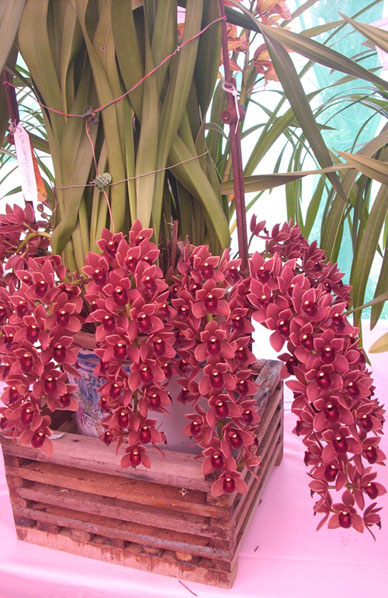Cym. Dorothy Stockstill Forgotten Fruit.jpg