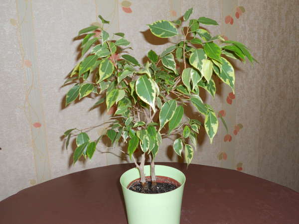 кинки.jpg