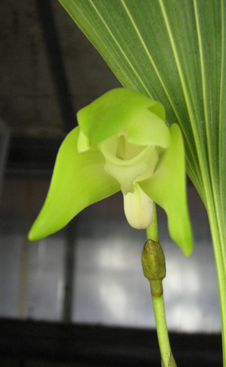 Orchid.jpg