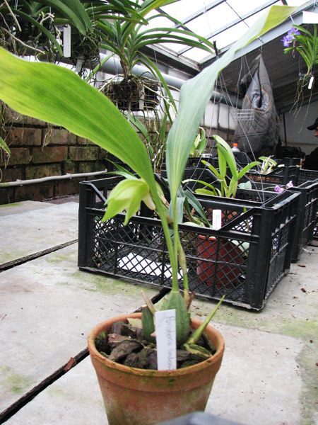 Orchid.jpg