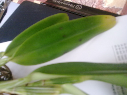 080320121060.jpg