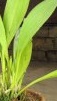 Masdevallia%20polysticta[1].jpg