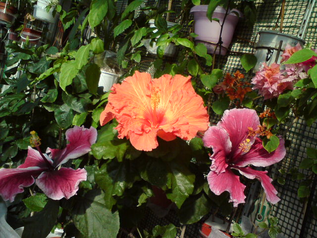DSC04896.JPG