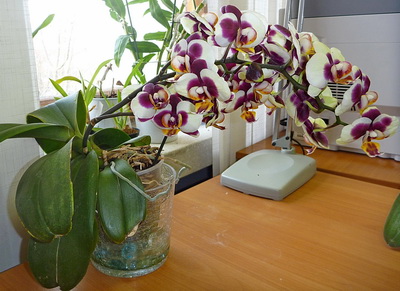 P1010576-1.jpg