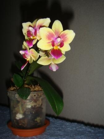 DSC04585.jpg