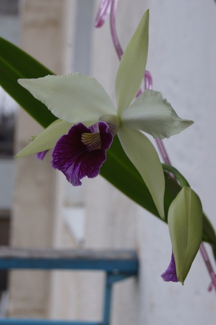 DSC03703.JPG