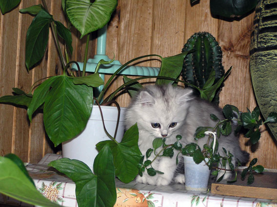 манюня