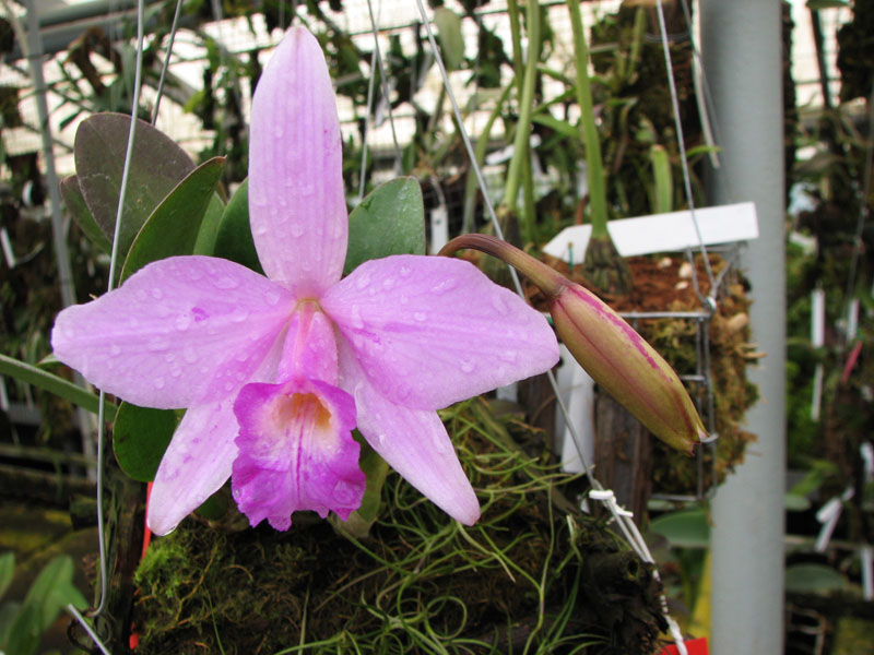 Фото орхидеи Laelia alaori x praestans.jpg