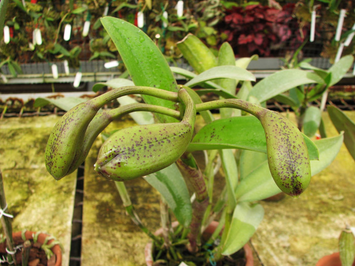 Cattleya Green Emerald 'Orchid Queen'.jpg