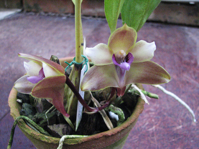 Фото орхидеи BIFRENARIA melicolor